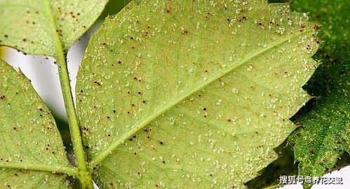 富贵叶子黄了是缺水还是病虫害