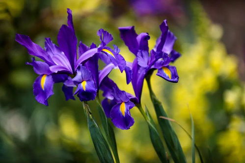 铁线莲：庭院中的美丽缠绕