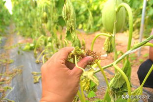 一、为啥要跟种子较劲？直接播种不行吗？