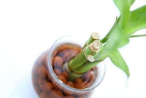 第一步：洗根， 洗掉土培的束缚