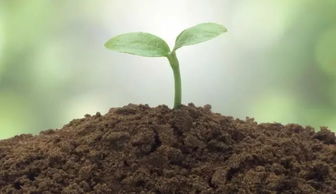 小蒜除草， 草甘膦来帮忙