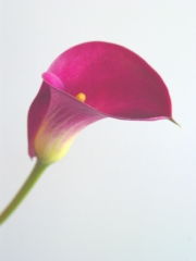 种球的种植位置