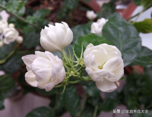 茉莉花冬季如何保持适宜温度并采取哪些养护措施以确保其安全过冬