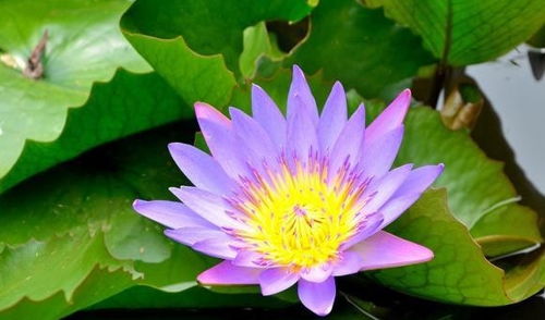 睡莲的花期， 一个温暖的故事