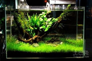 中景草的种植小窍门