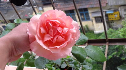 优点与缺点：人间天堂月季的特质