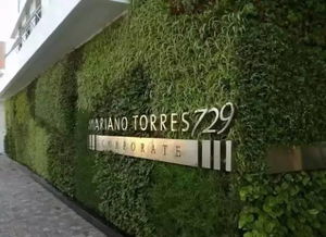 如何处理满墙藤三七？