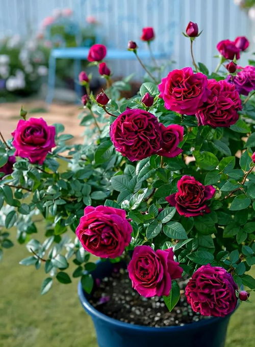 月季花修剪，你准备好了吗？