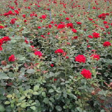 月季基地，供应丰富多样