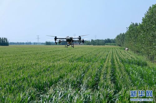 夏季玉米施肥攻略：掌握最佳追肥时机，助力高产丰收！