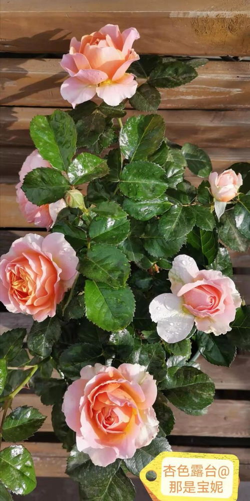 新手养月季， 从“月季小白”到“月季达人”的蜕变之旅