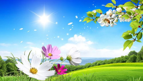 春天的花儿，究竟有多美？