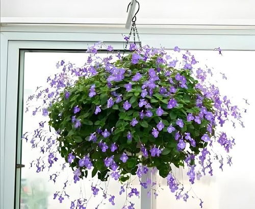 致命误区，这些操作正在谋杀你的兰铃