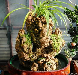 红豆杉盆景制作，从选材到造景