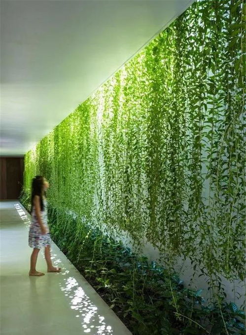 绿植降温，城市的清凉守护者