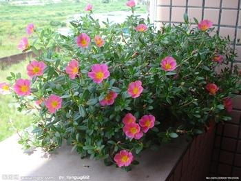 山东青州乾坤花卉苗木基地