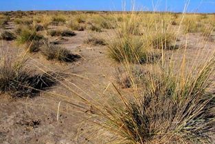地肤种子一斤到底有多少粒？揭秘种植地肤的种量计算方法