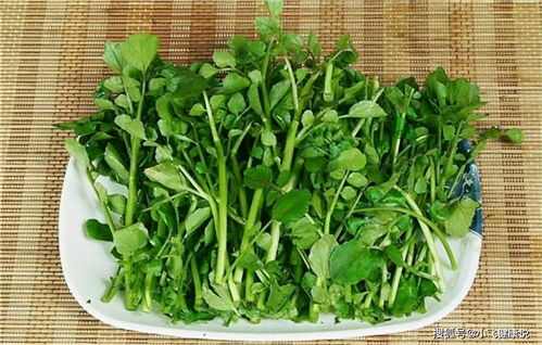 豆瓣菜新鲜诱人，绿色健康