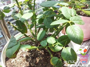 牡丹修剪多分枝，如何巧妙拆分
