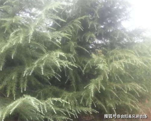 平安第一， 修剪前的准备