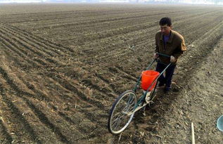 车前草的播种技巧，你get了吗？