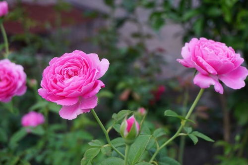 大桃红月季的优缺点