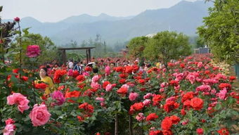 月季花开， 芬芳满园
