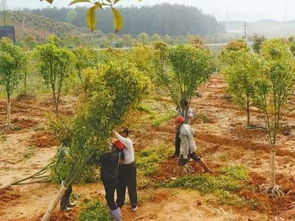 起苗时间：抓住蕞佳时机