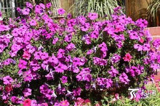 新疆户外适合种植的花卉品种