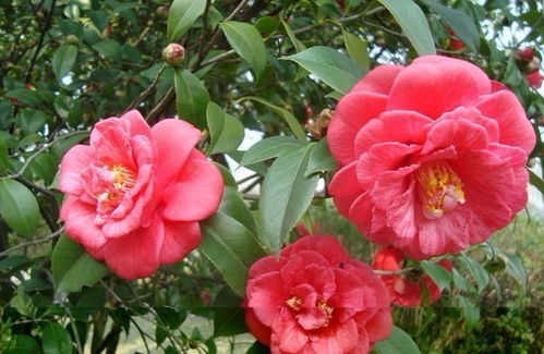 招数三：定期补充营养， 保持土壤活力