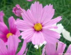 波斯菊：夏季生长的秘密