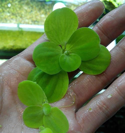 早春里的白玉， 玉兰的秘密