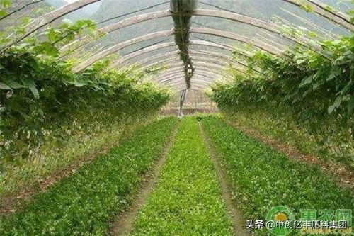 冬季露地蔬菜生长缓慢，需采取保温、防寒措施