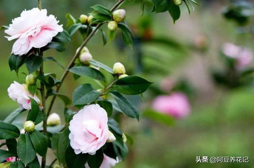 肥沃的土地， 阳光下的微笑