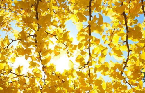 北方树种，各有特色