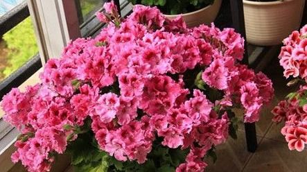 东北的“开花劳模”