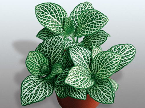 15种耐阴植物推荐，打造室内阴暗角落的绿色空间！