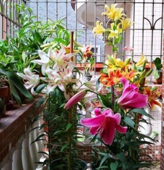 施肥也要讲究！