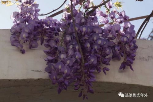 紫藤萝树龄揭秘：开花前的等待时光