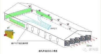 夏季鸡舍通风策略及常见问题解析