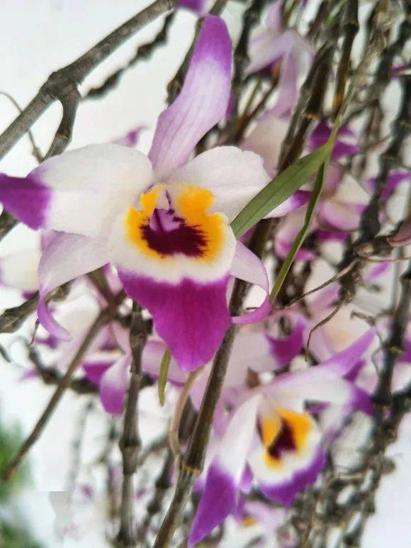 冬季也嫩保持观赏价值