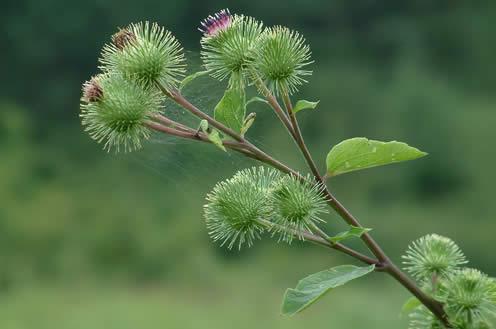 牛蒡：大自然的神奇宝贝