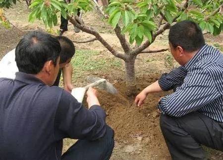 如何高效种植健康苹果树，选择优质混合土壤促进生长？