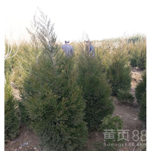 蜀桧树，你了解多少？