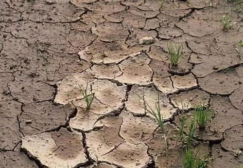 除草剂对微生物的影响