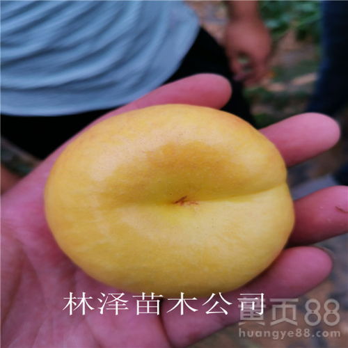 蟠桃品种探秘，仙果种植指南