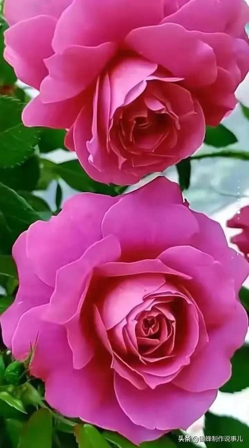 寒冷中的微笑：月季花的故事