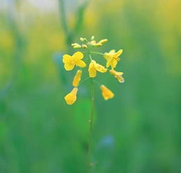 笑脸草本花种子网购攻略：三大靠谱渠道揭秘