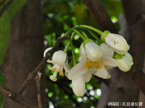 桑树门前旺，花开富贵来！