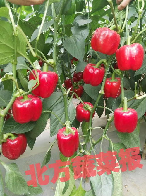 彩椒提高坐果率， 遵循几个原则很重要